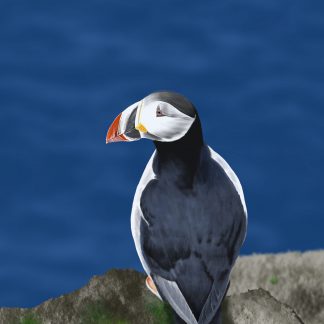 Huffin the Puffin
