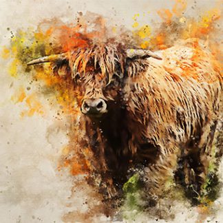 Rose Drawing Romantic Art Scottish Highland Cow Art Highland Cow Drawing Cow Art Prints Bull A3 Art Print Highland Cow Art Hairy Bull