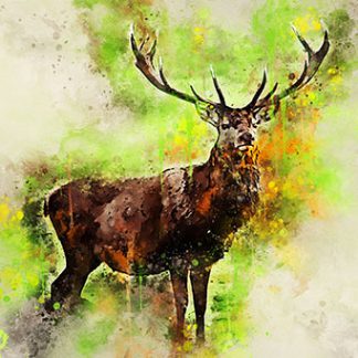 Highland deer canvas print