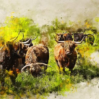 New for 2022 – highland cow canvas print – we herd you