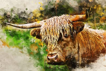 New for 2022 – highland cow canvas print – closeup and smouldering