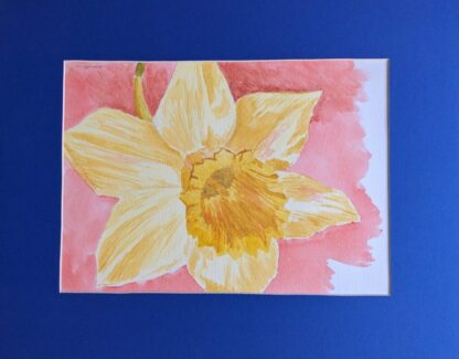 Still life, tulip